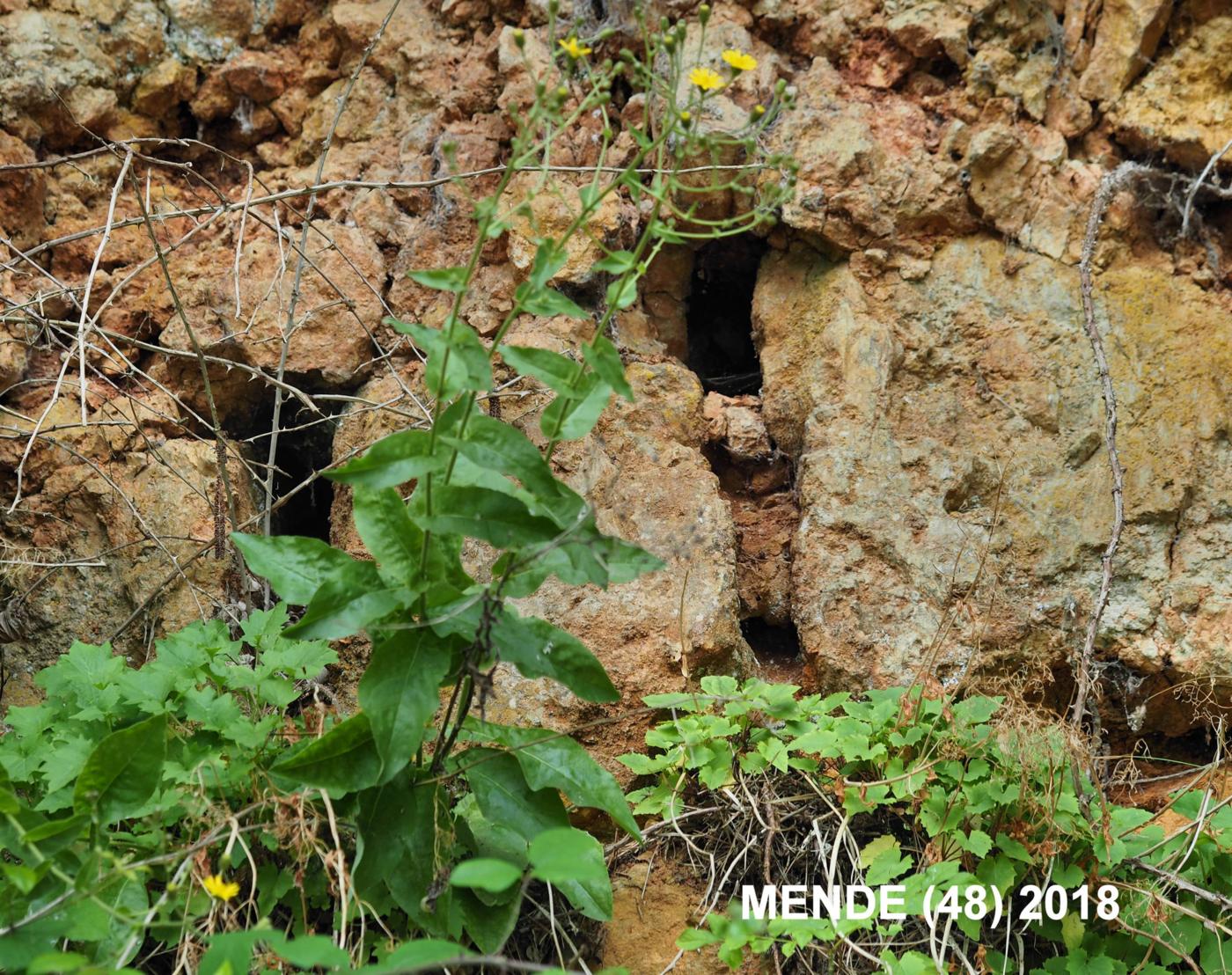 Hawkweed, [Branched] plant